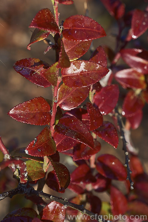 Autumn foliage of the Californian Huckleberry (<i>Vaccinium ovatum</i>), an evergreen shrub from 1-4m tall, found from British Columbia to California. Its flowers appear mainly in spring and are followed by small berries that are black when ripe. The fruit is edible but generally too sour to be anything but an emergency food. Although evergreen, the foliage often colours well in autumn and winter. vaccinium-2753htm'>Vaccinium. Order: Ericales, Family: Ericaceae