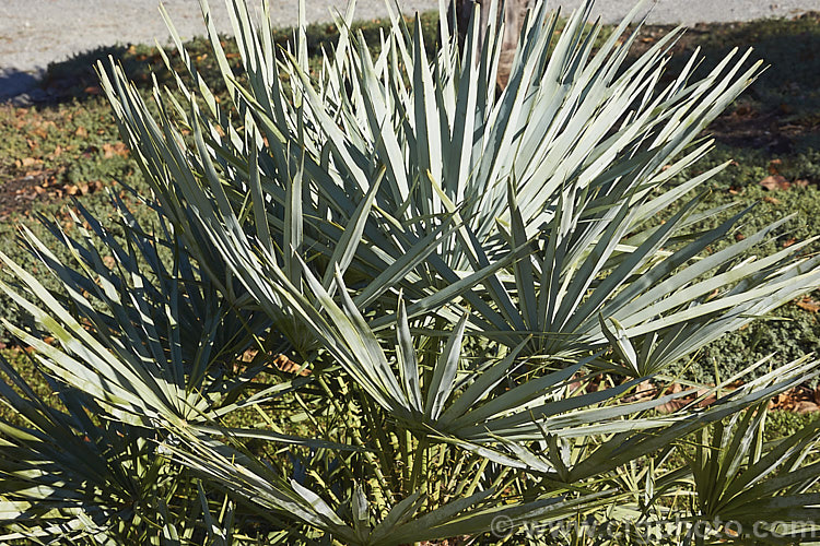 Atlas Mountains. Palm or Atlas Mountains. Silver Palm (<i>Chamaerops humilis var. cerifera (syn. C h var. argentea]), a silver-blue foliaged natural variety of a clump-forming palm native to the Mediterranean region and parts of North Africa. It is one of the most frost hardy palms. It occurs at up to 1700m elevation in the Atlas Mountains. chamaerops-2538htm'>Chamaerops.