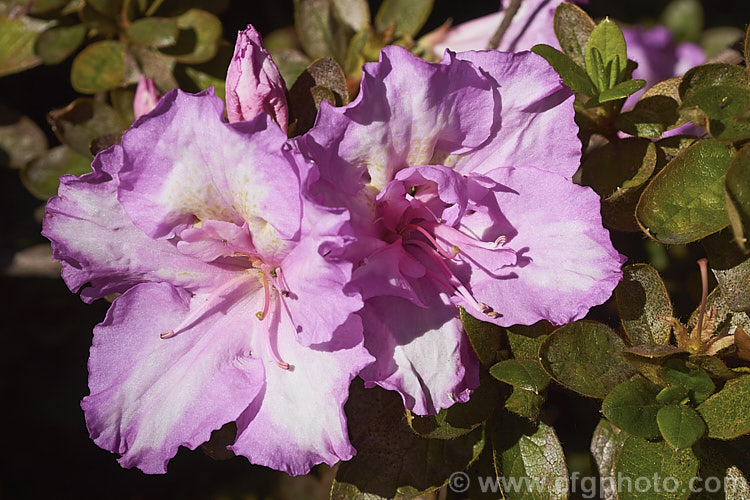 Rhododendron (evergreen azalea</i>) 'Rosa. Belton' (sport of 'James. Belton'), a spreading. Belgian Indica hybrid raised by Kirk of Australia in the 1960s