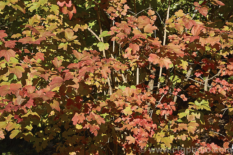 The autumn foliage of the Guelder. Rose (<i>Viburnum opulus</i>), a 4-5m tall Eurasian deciduous shrub with heads of white flowers in spring. The true flowers are small but are made more showy by large sterile bracts that are often exaggerated in the garden forms. viburnum-2081htm'>Viburnum.. viburnum-2081htm'>Viburnum. <a href='adoxaceae-plant-family-photoshtml'>Adoxaceae</a>.