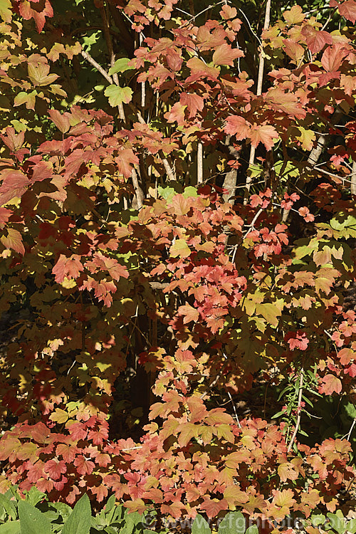 The autumn foliage of the Guelder. Rose (<i>Viburnum opulus</i>), a 4-5m tall Eurasian deciduous shrub with heads of white flowers in spring. The true flowers are small but are made more showy by large sterile bracts that are often exaggerated in the garden forms. viburnum-2081htm'>Viburnum.. viburnum-2081htm'>Viburnum. <a href='adoxaceae-plant-family-photoshtml'>Adoxaceae</a>.