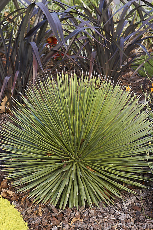 Hedgehog Agave, Rabo de Leon (<i>Agave stricta</i>), an evergreen perennial native to southeastern Mexico, with stiff, narrow, spine-tipped leaves. It forms a densely foliaged, spherical rosette and eventually develops a tall flower spike. Order: Asparagales, Family: Asparagaceae