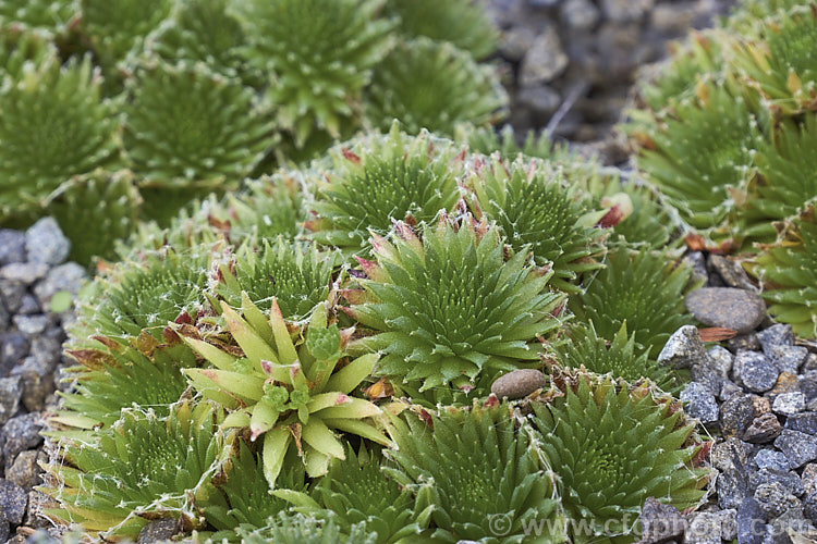 Sempervivum x barbalatum, a very small houseleek that is a hybrid between Sempervivum arachnoideum and Sempervivum montanum. It has showy flowers that are large for the size of the plants and its foliage develops a little webbing. sempervivum-2493htm'>Sempervivum. <a href='crassulaceae-plant-family-photoshtml'>Crassulaceae</a>.