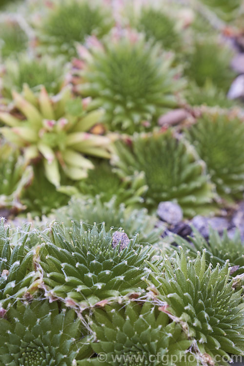 Sempervivum x barbalatum, a very small houseleek that is a hybrid between Sempervivum arachnoideum and Sempervivum montanum. It has showy flowers that are large for the size of the plants and its foliage develops a little webbing. sempervivum-2493htm'>Sempervivum. <a href='crassulaceae-plant-family-photoshtml'>Crassulaceae</a>.