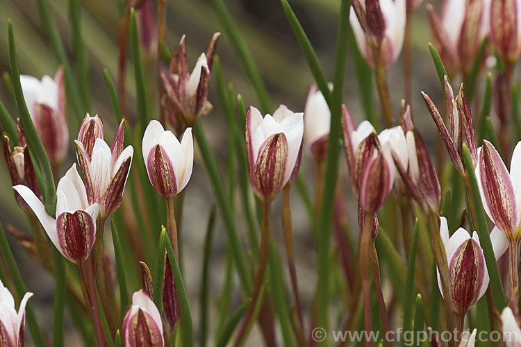 White Cape. Star (<i>Spiloxene alba</i>), a tiny winter- to spring-flowering, grassy-leafed bulb native to marshy areas and damp meadows of the western Cape region of South Africa. spiloxene-3324htm'>Spiloxene. <a href='hypoxidaceae-plant-family-photoshtml'>Hypoxidaceae</a>.