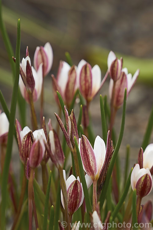 White Cape. Star (<i>Spiloxene alba</i>), a tiny winter- to spring-flowering, grassy-leafed bulb native to marshy areas and damp meadows of the western Cape region of South Africa. spiloxene-3324htm'>Spiloxene. <a href='hypoxidaceae-plant-family-photoshtml'>Hypoxidaceae</a>.