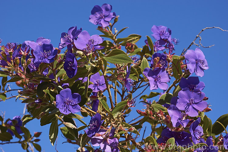 Lasiandra, Glory. Bush or Princess Flower (<i>Tibouchina urvilleana [syn. Tibouchina grandiflora]), a tender evergreen shrub up to 5m tall It is native to Brazil and the flowers appear throughout the warmer months and often into winter. Order: Myrtales, Family: Melastomataceae