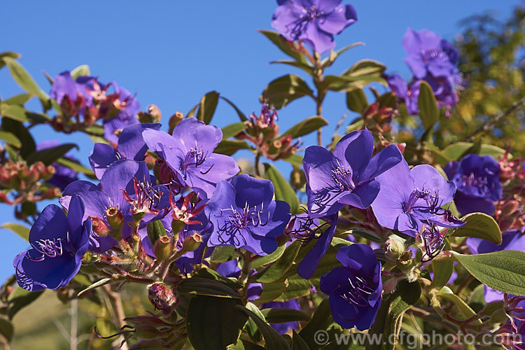 Lasiandra, Glory. Bush or Princess Flower (<i>Tibouchina urvilleana [syn. Tibouchina grandiflora]), a tender evergreen shrub up to 5m tall It is native to Brazil and the flowers appear throughout the warmer months and often into winter. Order: Myrtales, Family: Melastomataceae