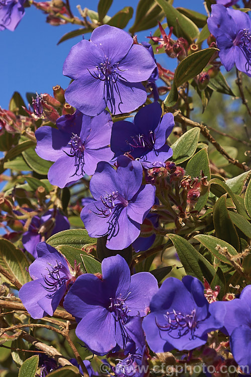 Lasiandra, Glory. Bush or Princess Flower (<i>Tibouchina urvilleana [syn. Tibouchina grandiflora]), a tender evergreen shrub up to 5m tall It is native to Brazil and the flowers appear throughout the warmer months and often into winter. Order: Myrtales, Family: Melastomataceae