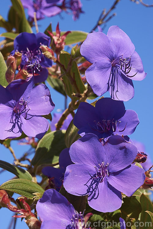 Lasiandra, Glory. Bush or Princess Flower (<i>Tibouchina urvilleana [syn. Tibouchina grandiflora]), a tender evergreen shrub up to 5m tall It is native to Brazil and the flowers appear throughout the warmer months and often into winter. Order: Myrtales, Family: Melastomataceae