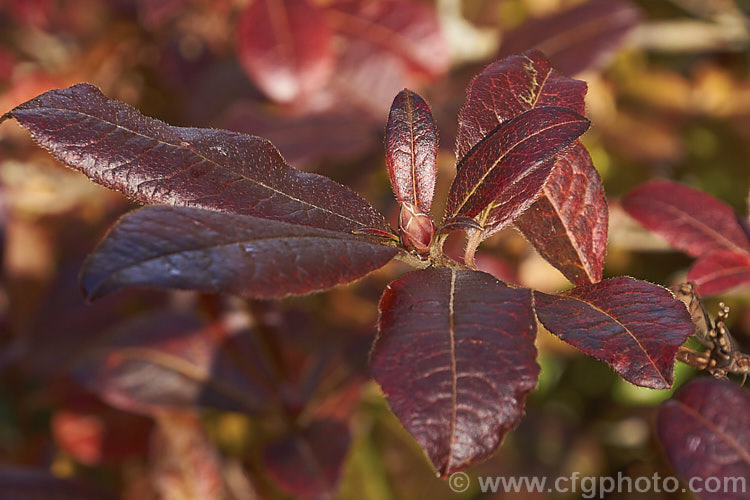 Rhododendron (deciduous azalea</i>) 'Softlights', a double-flowered hybrid introduced in 1997 by Blue Mountain Nursery of New Zealand It grows to around 2m tall and develops good autumn foliage colour