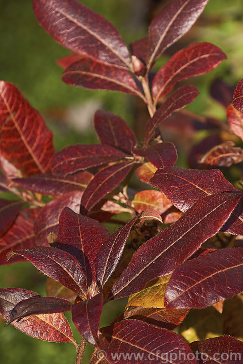 Rhododendron (deciduous azalea</i>) 'Softlights', a double-flowered hybrid introduced in 1997 by Blue Mountain Nursery of New Zealand It grows to around 2m tall and develops good autumn foliage colour