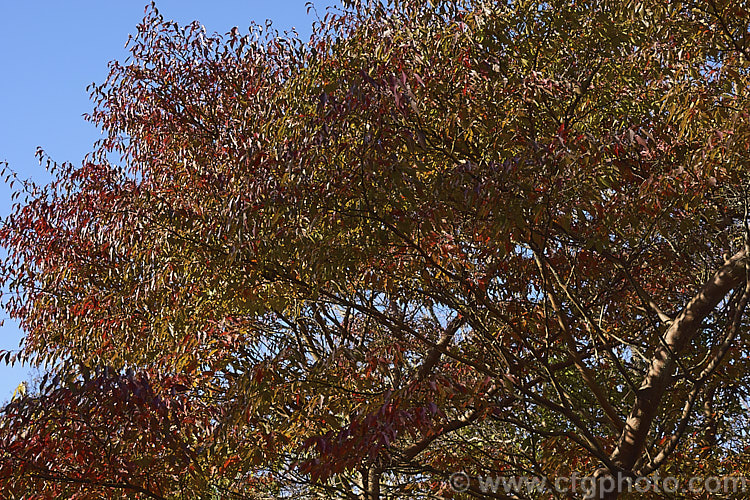 The autumn foliage of the Chinese Stewartia (<i>Stewartia sinensis</i>), a spring- to early summer-flowering, deciduous, Chinese shrub or tree that can grow to 10m. It has attractive flaking bark and its flowers are mildly scented. Order: Ericales, Family: Theaceae