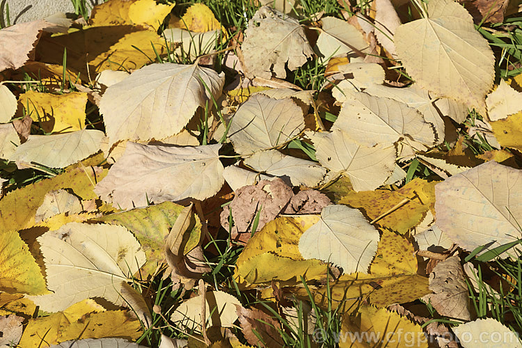 The fallen leaves of the Silver Lime (<i>Tilia tomentosa</i>), revealing the pale silvery-grey indumentum on the undersides that give the tree its common name. This southeastern European deciduous tree grows to around 35m tall Order: Malvales, Family: Malvaceae