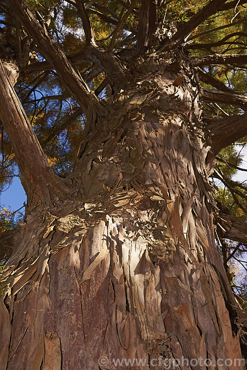 The thick, flaking and peeling bark of the Chinese Swamp Cypress (<i>Glyptostrobus pensilis</i>), a 25m tall deciduous conifer similar to Taxodium distichum but lacks the breathing roots or 'knees'. From southeast China and northern Vietnam, but now perhaps extinct in the wild. glyptostrobus-3001htm'>Glyptostrobus. Order: Pinales, Family: Cupressaceae
