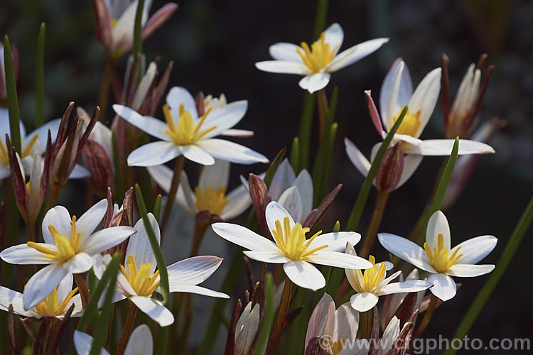 White Cape. Star (<i>Spiloxene alba</i>), a tiny winter- to spring-flowering, grassy-leafed bulb native to marshy areas and damp meadows of the western Cape region of South Africa. spiloxene-3324htm'>Spiloxene. <a href='hypoxidaceae-plant-family-photoshtml'>Hypoxidaceae</a>.