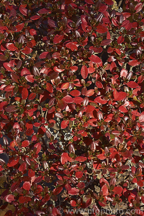 Rhododendron (evergreen azalea</i>) 'Hino. Crimson' ('Amoenum' x 'Hinode. Crimson'), a Dutch-raised Kurume cultivar with small bright red flowers and small, rounded leaves that often develop bright red tones in winter