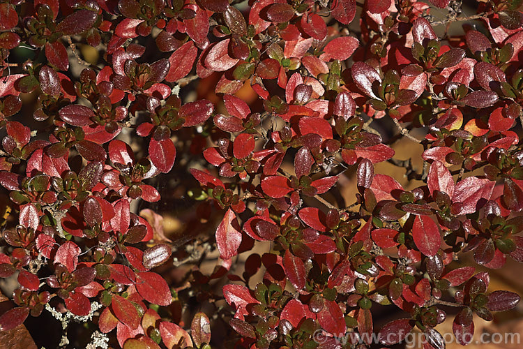 Rhododendron (evergreen azalea</i>) 'Hino. Crimson' ('Amoenum' x 'Hinode. Crimson'), a Dutch-raised Kurume cultivar with small bright red flowers and small, rounded leaves that often develop bright red tones in winter