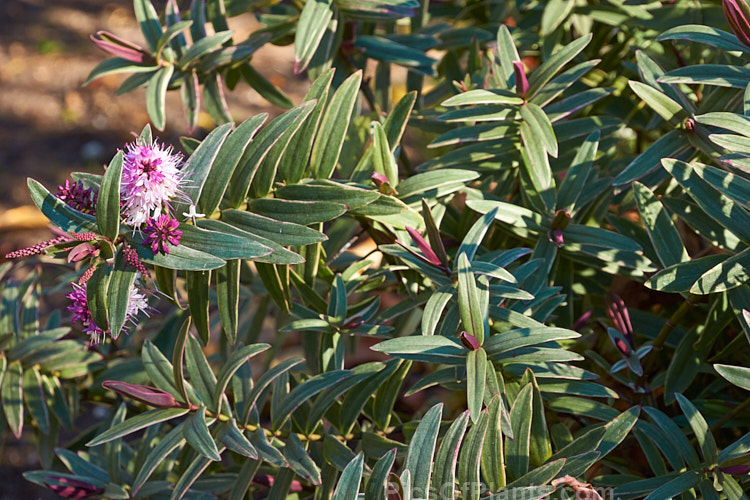<i>Veronica</i> (syn. <i>Hebe</i>) 'Lady Ann', a variegated foliage shrub with heads of small pink and white flowers, mainly at the branch tips. The foliage develops pink tones in winter. 'Lady Ann' is similar to 'Heartbreaker' buts the cream leaf margins are not as broad. Order: Lamiales, Family: Plantaginaceae