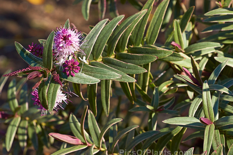 <i>Veronica</i> (syn. <i>Hebe</i>) 'Lady Ann', a variegated foliage shrub with heads of small pink and white flowers, mainly at the branch tips. The foliage develops pink tones in winter. 'Lady Ann' is similar to 'Heartbreaker' buts the cream leaf margins are not as broad. Order: Lamiales, Family: Plantaginaceae