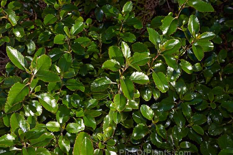 New Zealand Lilac (<i>Veronica hulkeana</i> [syns. <i>Heliohebe hulkeana</i>, <i>Hebe hulkeana</i>]), a spring-flowering evergreen shrub found on rocky banks in North Canterbury and Marlborough, New Zealand. It is popular in gardens but is often short-lived in cultivation. Order: Lamiales, Family: Plantaginaceae
