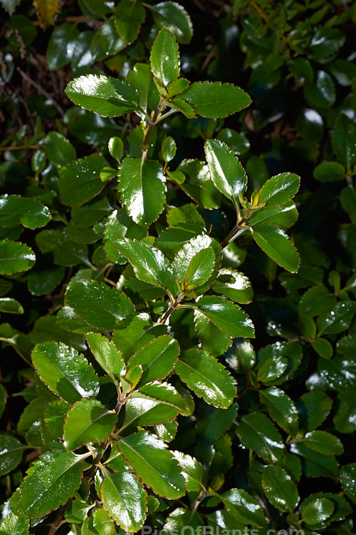 New Zealand Lilac (<i>Veronica hulkeana</i> [syns. <i>Heliohebe hulkeana</i>, <i>Hebe hulkeana</i>]), a spring-flowering evergreen shrub found on rocky banks in North Canterbury and Marlborough, New Zealand. It is popular in gardens but is often short-lived in cultivation. Order: Lamiales, Family: Plantaginaceae