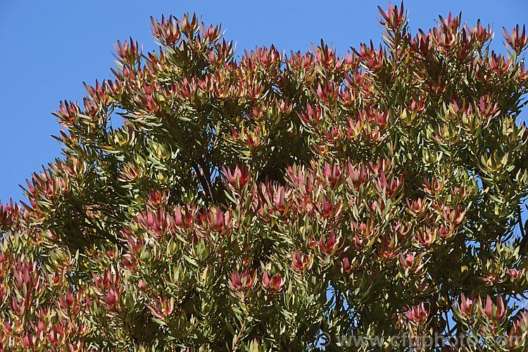 Leucadendron 'Red Gem', a popular cut flower cultivar from the same cross as 'Safari. Sunset' (<i>Leucadendron laureolum x Leucadendron salignum</i>), but with lighter red flower bracts and a more compact growth habit. leucadendron-2138htm'>Leucadendron.