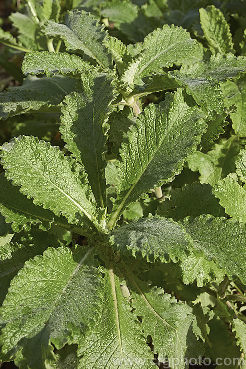 The foliage of Scabiosa africana, an evergreen perennial native to the sandstone hills of South Africa's Cape. Peninsula. It produces heads of mauve flowers in summer but is grown just as much for its lush, finely airy foliage. The flower stems can be over 1m tall and the plant can spread to form a large clump. scabiosa-2488htm'>Scabiosa. <a href='caprifoliaceae-plant-family-photoshtml'>Caprifoliaceae</a>.