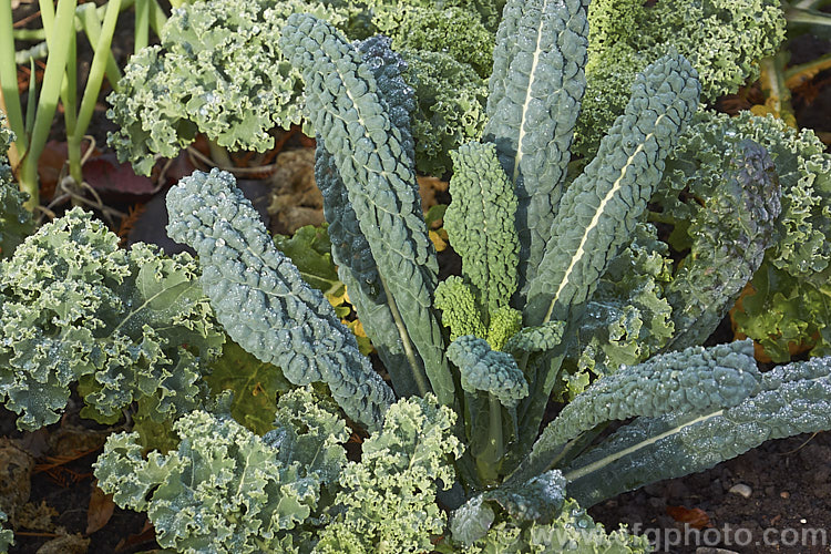 Curly Kale (<i>Brassica oleracea - Acephala Group</i>) and 'Cavolo Nero', two forms of garden kale grown for their edible foliage. Most. European cultures feature nationally well-known kale dishes, though in many parts of the world kale is perhaps more commonly grown as winter stock feed. Order: Brassicales, Family: Brassicaceae