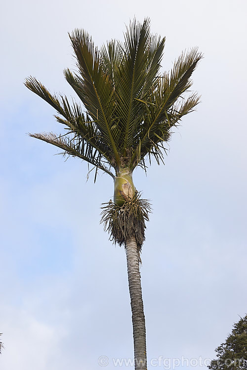 Nikau Palm or Shaving Brush Palm (<i>Rhopalostylis sapida</i>), a New Zealand feather palm also found at 44S in the Chatham Islands, making it the southernmost palm