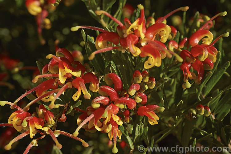 Grevillea 'Bonnie. Prince Charlie', a low, spreading, spring-flowering hybrid between Grevillea rosmarinifolia and Grevillea alpina. It was raised in Victoria, Australia and the name was registered in 1982. It grows to around 60cm high x 1m wide