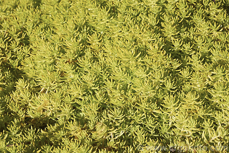 Sedum 'Golden Planet', a low, spreading succulent that makes a carpet of small yellow-green leaves. It has tiny, often faintly pink-tinted, white flowers but these are seldom present in abundance and aren't really a feature on what is essentially a foliage plant. sedum-2492htm'>Sedum. <a href='crassulaceae-plant-family-photoshtml'>Crassulaceae</a>.