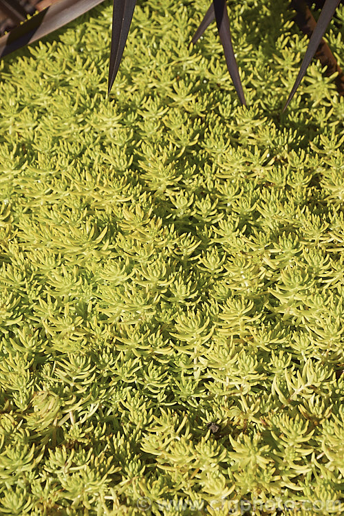 Sedum 'Golden Planet', a low, spreading succulent that makes a carpet of small yellow-green leaves. It has tiny, often faintly pink-tinted, white flowers but these are seldom present in abundance and aren't really a feature on what is essentially a foliage plant. sedum-2492htm'>Sedum. <a href='crassulaceae-plant-family-photoshtml'>Crassulaceae</a>.