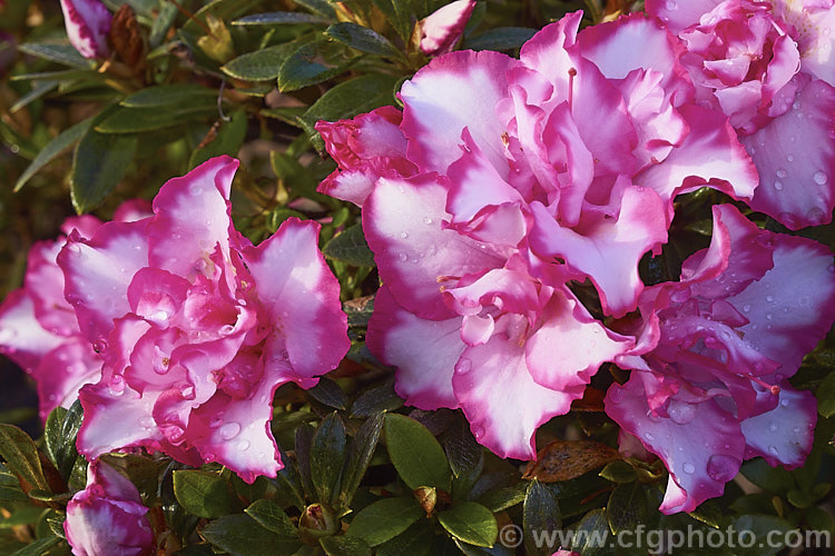 Rhododendron (evergreen azalea</i>) 'Cha. Cha', a Mossholder-Bristow hybrid with fancy semi-double flowers up to 8cm wide. The Mossholder-Bristow hybrids were developed in California in the late 1950s from Belgian Indica and Rutherford hybrids