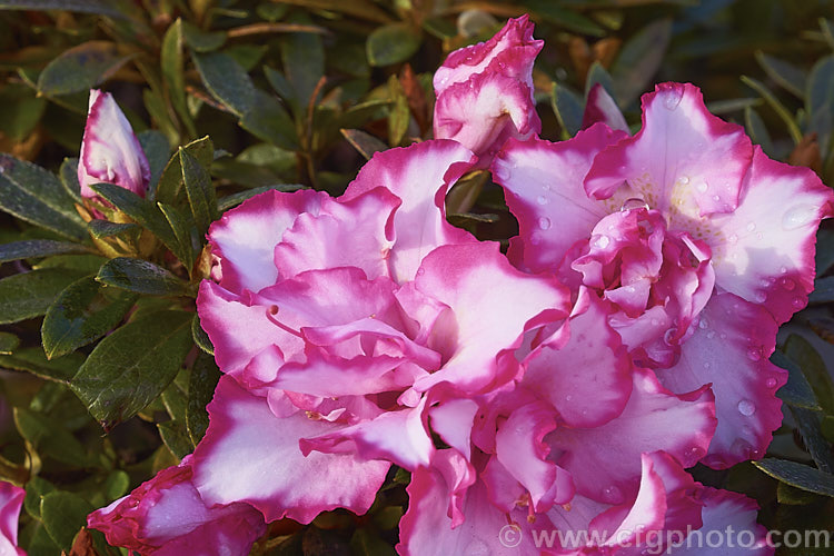 Rhododendron (evergreen azalea</i>) 'Cha. Cha', a Mossholder-Bristow hybrid with fancy semi-double flowers up to 8cm wide. The Mossholder-Bristow hybrids were developed in California in the late 1950s from Belgian Indica and Rutherford hybrids