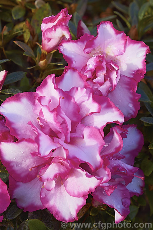 Rhododendron (evergreen azalea</i>) 'Cha. Cha', a Mossholder-Bristow hybrid with fancy semi-double flowers up to 8cm wide. The Mossholder-Bristow hybrids were developed in California in the late 1950s from Belgian Indica and Rutherford hybrids