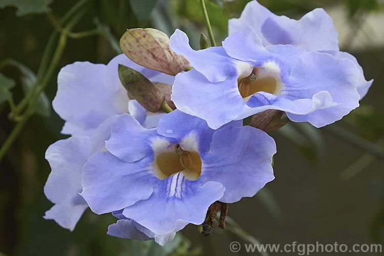 Blue Trumpet Vine or Skyflower (<i>Thunbergia grandiflora</i>), a long-flowering, evergreen, twining vine native to northern India It blooms most heavily in summer but nearly always has a few flowers. Order: Asterales, Family: Asteraceae