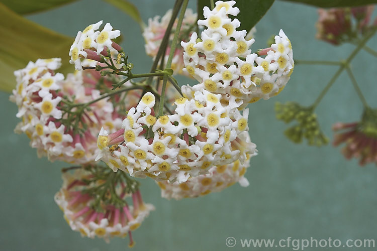 Rogiera amoena (syn. Rondeletia amoena</i>), an evergreen shrub or more rarely a tree native to Mexico, Panama and Guatemala. Its viburnum-like heads of fragrant pale pink flowers open from mid winter onwards. rogiera-2723htm'>Rogiera. <a href='rubiaceae-plant-family-photoshtml'>Rubiaceae</a>.
