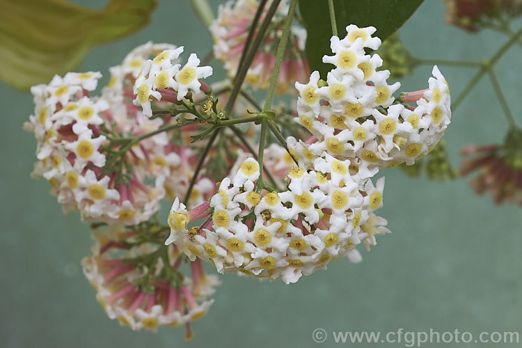 Rogiera amoena (syn. Rondeletia amoena</i>), an evergreen shrub or more rarely a tree native to Mexico, Panama and Guatemala. Its viburnum-like heads of fragrant pale pink flowers open from mid winter onwards. rogiera-2723htm'>Rogiera. <a href='rubiaceae-plant-family-photoshtml'>Rubiaceae</a>.