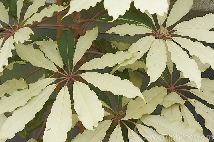 Schefflera pueckleri 'Variegata' (syn. Tupidanthus calyptratus 'Variegata'), a boldly variegated cultivar of the Mallet. Flower, an evergreen shrub or small tree native to tropical Asia. schefflera-2489htm'>Schefflera. Order: Apiales, Family: Araliaceae