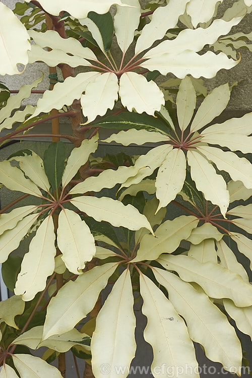 Schefflera pueckleri 'Variegata' (syn. Tupidanthus calyptratus 'Variegata'), a boldly variegated cultivar of the Mallet. Flower, an evergreen shrub or small tree native to tropical Asia. schefflera-2489htm'>Schefflera. Order: Apiales, Family: Araliaceae