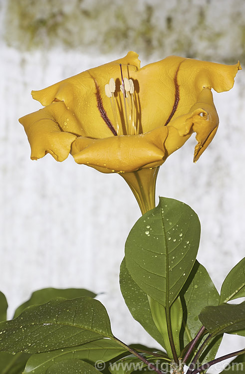 The impressively large flower of the Cup of Gold or Chalice. Vine (<i>Solandra maxima [syn. Solandra nitida]), a strong-growing evergreen climber to 9m high and wide, found naturally from Mexico to Venezuela and Colombia