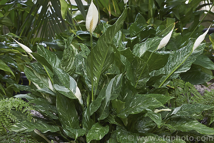 Spathiphyllum 'Domino', a compact hybrid Peace. Lily with variegated foliage. The flower spathes also become variegated green and white with age. spathiphyllum-2500htm'>Spathiphyllum.