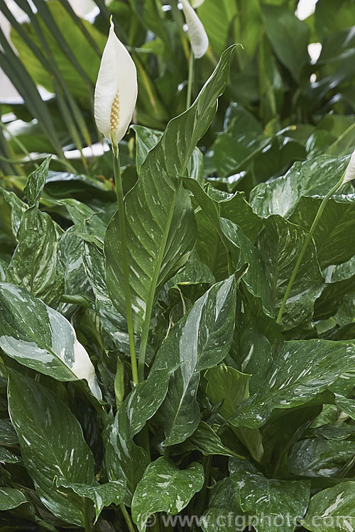 Spathiphyllum 'Domino', a compact hybrid Peace. Lily with variegated foliage. The flower spathes also become variegated green and white with age. spathiphyllum-2500htm'>Spathiphyllum.