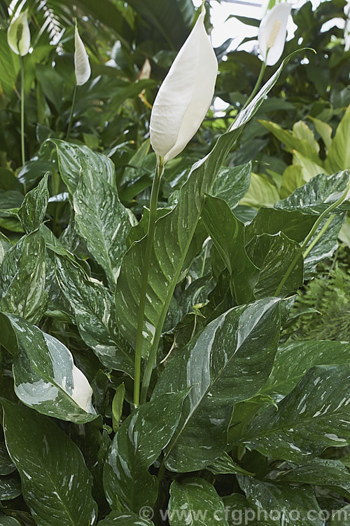 Spathiphyllum 'Domino', a compact hybrid Peace. Lily with variegated foliage. The flower spathes also become variegated green and white with age. spathiphyllum-2500htm'>Spathiphyllum.
