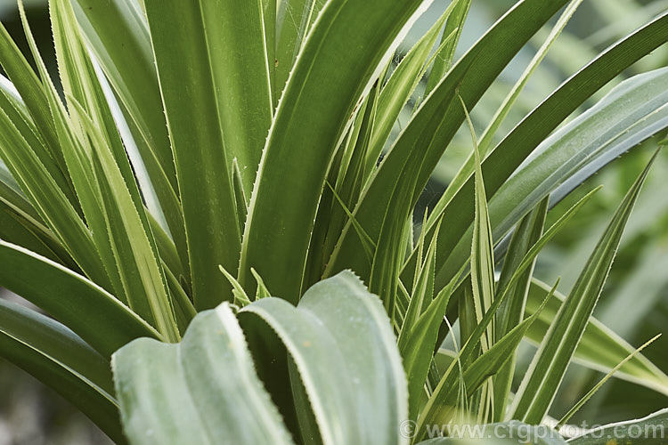 Variegated Screwpine (<i>Pandanus veitchii</i>), an evergreen tree unknown in the wild though most probably originating in Polynesia. The white edged foliage is common to this species and is not a selected form. The spine-edged leaves are up to 1m long. pandanus-2065htm'>Pandanus. <a href='pandanaceae-plant-family-photoshtml'>Pandanaceae</a>.