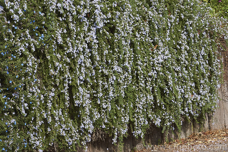 <i>Salvia rosmarinus</i> (syn. <i>Rosmarinus officinalis</i>) 'Lockwood de Forest', a prostrate rosemary cultivar with pale lavender blue flowers. Rosemary is a Mediterranean shrub, the flowers and foliage of which are used for fragrance and herbal purposes. Order: Lamiales, Family: Lamiaceae