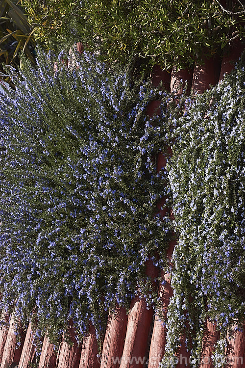 Two prostrate, spreading rosemaries: the pale blue 'Lockwood de Forest' on the right and the deep blue 'Irene' on the left. Rosemary is a Mediterranean shrub, the flowers and foliage of which are used for fragrance and herbal purposes. Order: Lamiales, Family: Lamiaceae