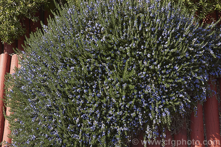 <i>Salvia rosmarinus</i> (syn. <i>Rosmarinus officinalis</i>) 'Irene', a prostrate rosemary cultivar with deep lavender blue flowers. Rosemary is a Mediterranean shrub, the flowers and foliage of which are used for fragrance and herbal purposes. Order: Lamiales, Family: Lamiaceae