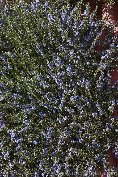 <i>Salvia rosmarinus</i> (syn. <i>Rosmarinus officinalis</i>) 'Irene', a prostrate rosemary cultivar with deep lavender blue flowers. Rosemary is a Mediterranean shrub, the flowers and foliage of which are used for fragrance and herbal purposes. Order: Lamiales, Family: Lamiaceae